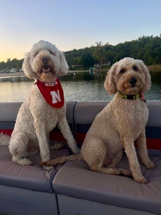 My dogs - Scout and Finley